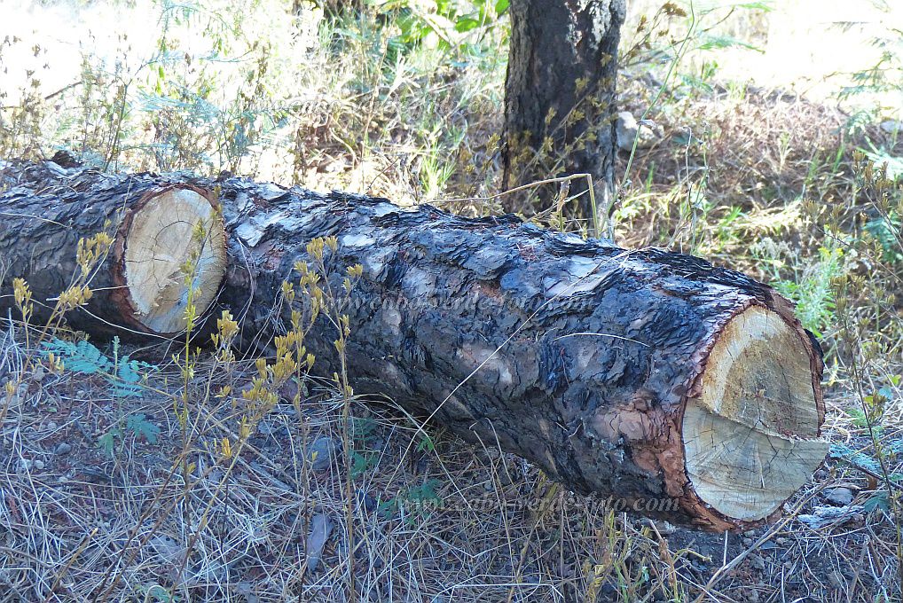 Santo Antão : Pico da Cruz : Dead logs with a rotten core : Landscape ForestCabo Verde Foto Gallery