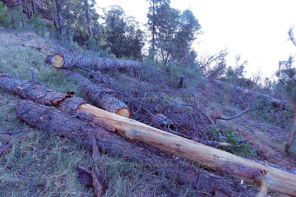 Santo Antão : Pico da Cruz : Dead logs and pines over new planting : Landscape ForestCabo Verde Foto Gallery