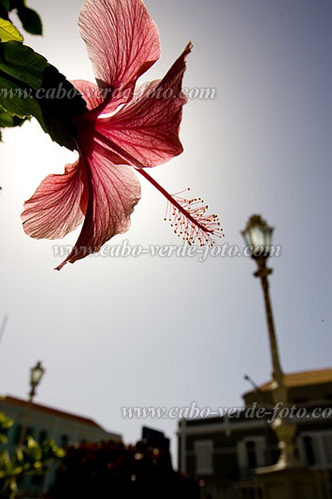 Insel: So Vicente  Wanderweg:  Ort: Mindelo Motiv: Blume Hibiskus Motivgruppe: Nature Plants © Florian Drmer www.Cabo-Verde-Foto.com